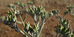 Kalanchoe brachyloba