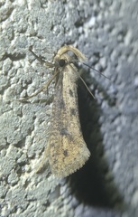 Acrolophus mortipennella