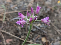 Allium crispum