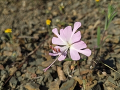 Clarkia breweri