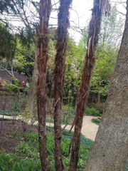 Trachycarpus fortunei