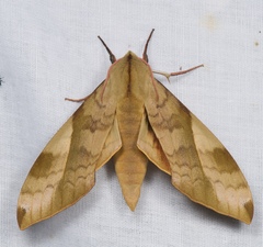 Clanis bilineata