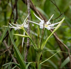 Hymenocallis liriosme