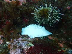 Cadlina