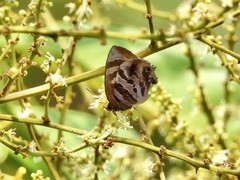 Flos fulgida singhapura