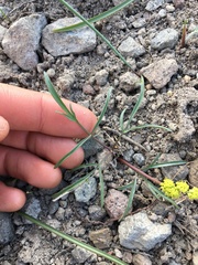 Lomatium stebbinsii