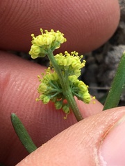 Lomatium stebbinsii