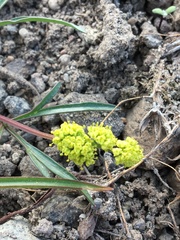 Lomatium stebbinsii