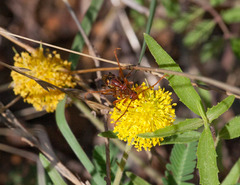 Strangalia virilis