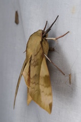 Clanis bilineata