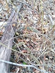 Acanthocereus hesperius