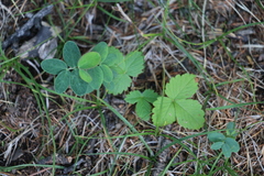 Fragaria orientalis