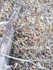 Acanthocereus hesperius