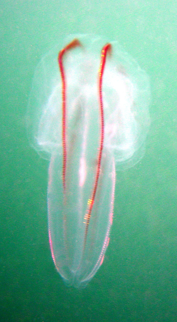 Comb Jellies from Shelly Beach, Manly NSW 2095, Australia on November