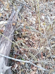 Acanthocereus hesperius