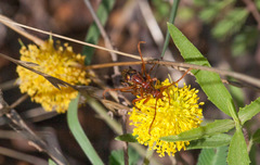 Strangalia virilis