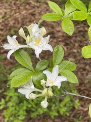 Rhododendron alabamense