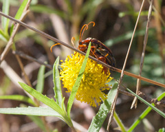 Strangalia virilis