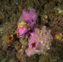 Halisarca australiensis