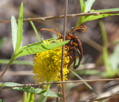 Strangalia virilis