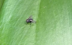 Trigonospila cingulata