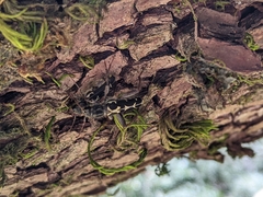 Neoclytus conjunctus