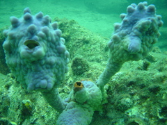 Halisarca australiensis