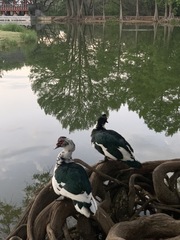 Cairina moschata domestica