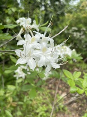 Rhododendron alabamense