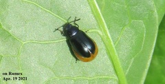 Gastrophysa atrocyanea