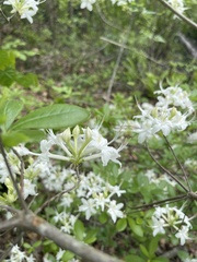 Rhododendron alabamense