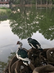 Cairina moschata domestica