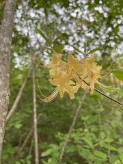 Rhododendron austrinum