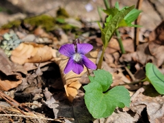 Viola triloba