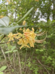 Rhododendron austrinum