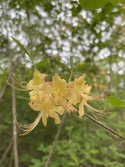 Rhododendron austrinum