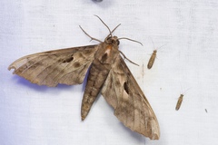 Phyllosphingia dissimilis