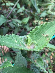 Munnozia senecionidis