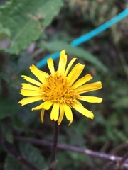 Munnozia senecionidis