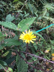 Munnozia senecionidis