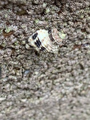 Paciocinebrina circumtexta