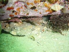 Rhynchocinetes serratus