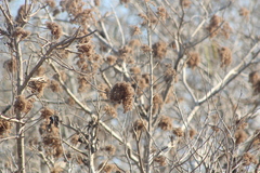 Heliocarpus donnellsmithii