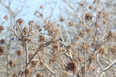 Heliocarpus donnellsmithii