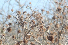 Heliocarpus donnellsmithii