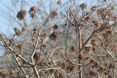 Heliocarpus donnellsmithii