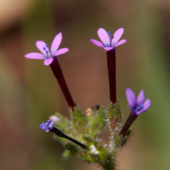Allophyllum divaricatum