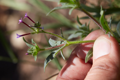 Allophyllum divaricatum