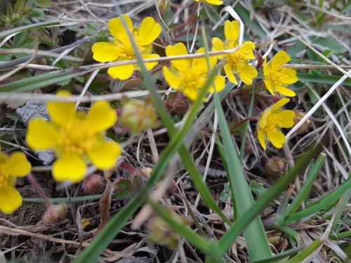 nátržník jarný (Potentilla verna)