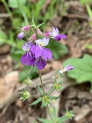 Collinsia violacea